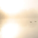 misty morning - 01