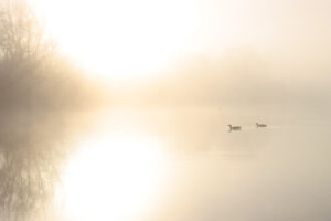 misty morning - 01